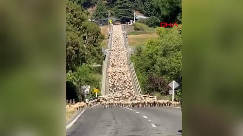 İlginç görüntülerin adresi Yeni Zelanda... Kuzu sürüsü trafiği felç etti