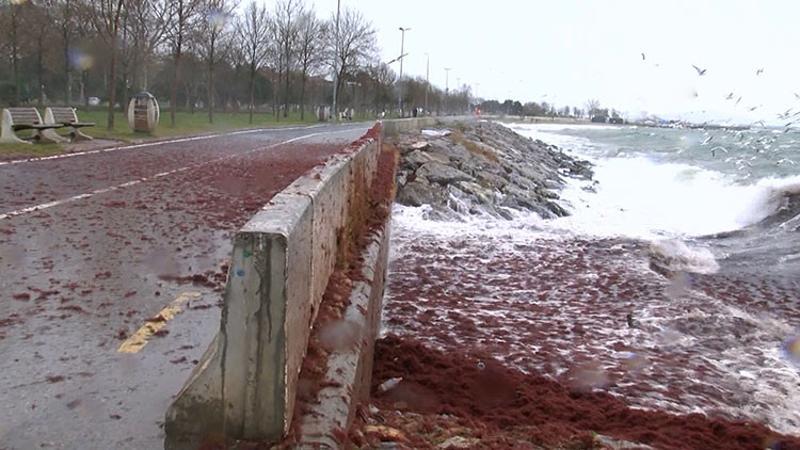 Caddebostan Sahili'ni kırmızı yosunlar sardı