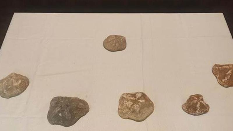 2 milyon yaşında olduğu değerlendirilen 6 deniz yıldızı fosili ele geçirildi