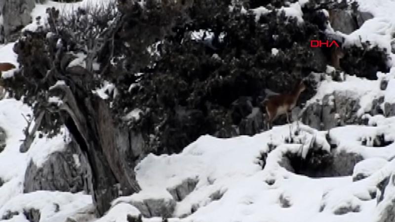 Nesli tükenme tehlikesi altında olan dağ keçileri, karla kaplı Toroslarda görüntülendi