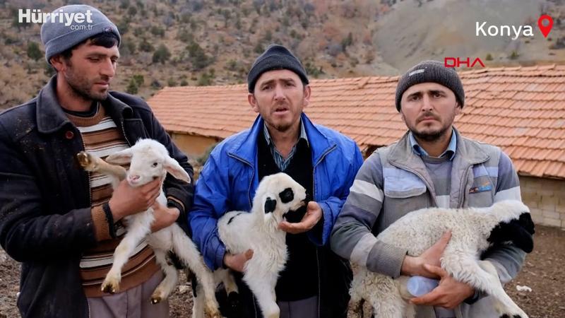 124 koyun çalındı; kuzuları biberonla besliyorlar