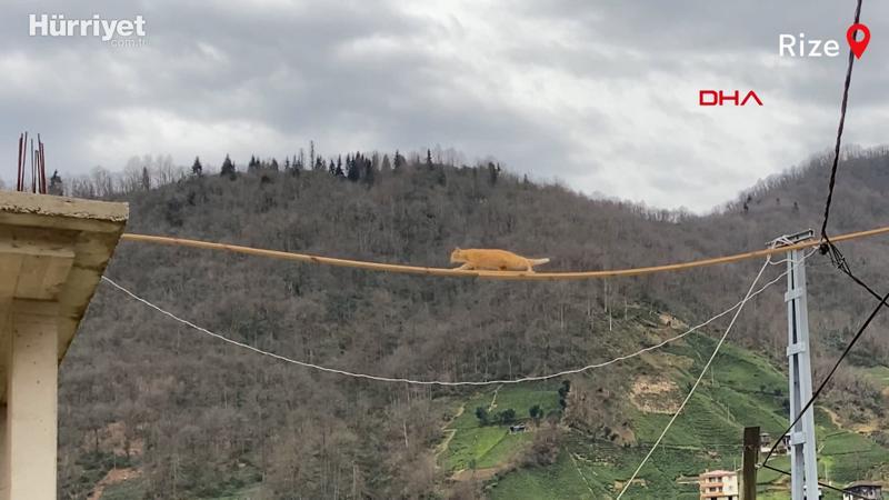 Rize'de elektrik direğinde mahsur kalan kedi kurtarıldı