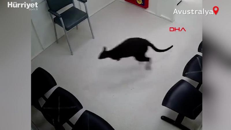 Avustralya'da yolunu kaybeden kanguru hastaneye daldı