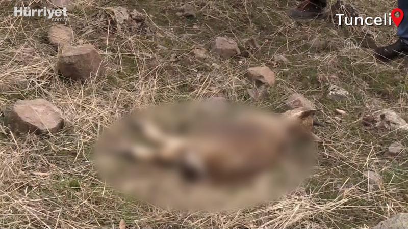 Yukarı Oyumca Köyü'ndeki yaban keçisi ölümlerinin sebebi araştırılıyor