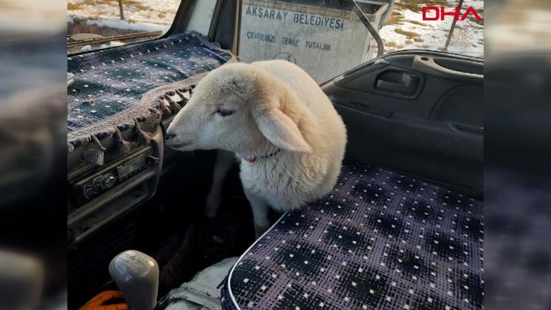 Yolda bulduğu kuzuyu önce aracında ısıttı, ardından sahibine teslim etti