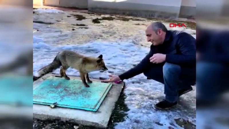 Aç kalan tilkiyi elleriyle besledi