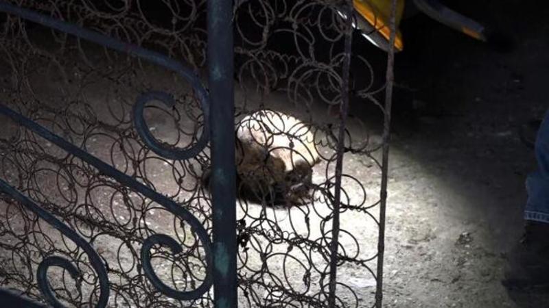 Temizlik yaparken bahçede insan kafatası bulundu