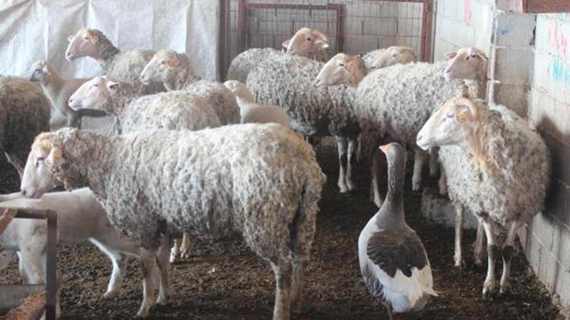 Koyun sürüsüne çobanlık yapan kaz şaşırtıyor