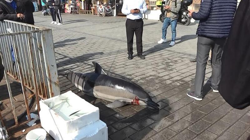 İstanbul Boğazı'nda 1 günde 3 ölü yunus sahile vurdu