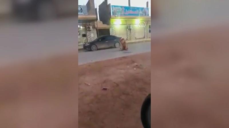 Cadde ortasında başıboş gezen bir aslan görenleri şaşırttı