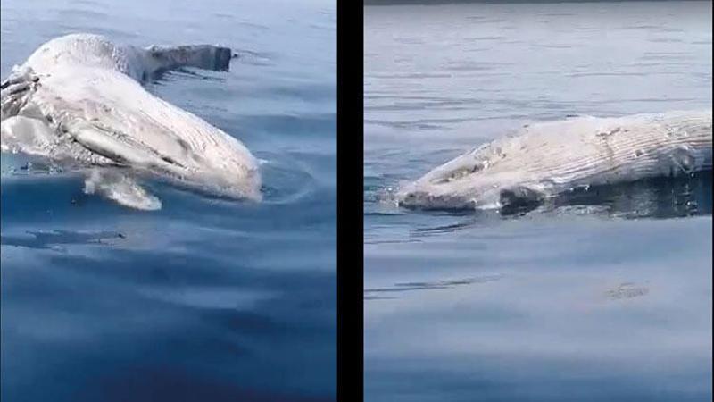 İskenderun Körfezi'nde balıkçıların kamerasına bu kez ölü balina takıldı