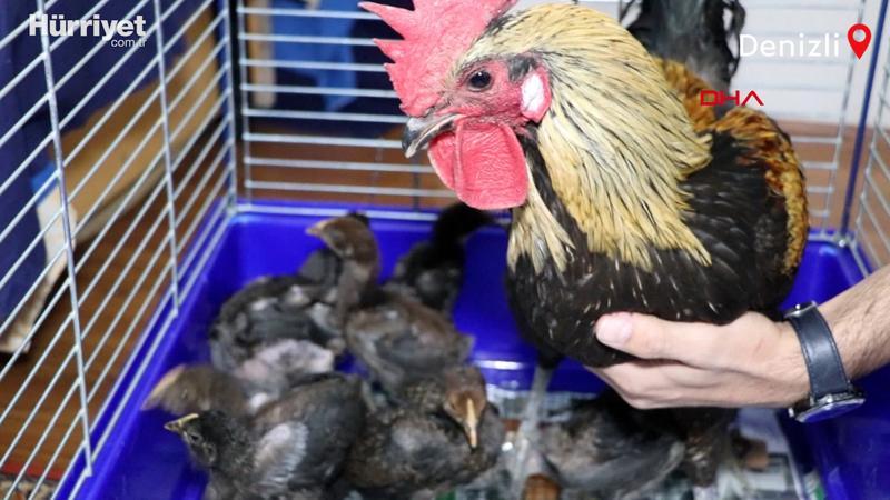 Öterken bayılan fenomen horoz 'Bahtiyar'ın 10 yavrusu oldu