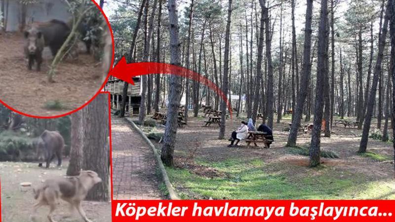 Sarıyer'de aç kalan domuzlar mesire alanına girdi
