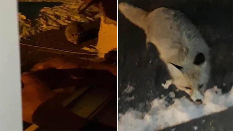 Evinin önüne her gün gelen tilkiyi eliyle besliyor