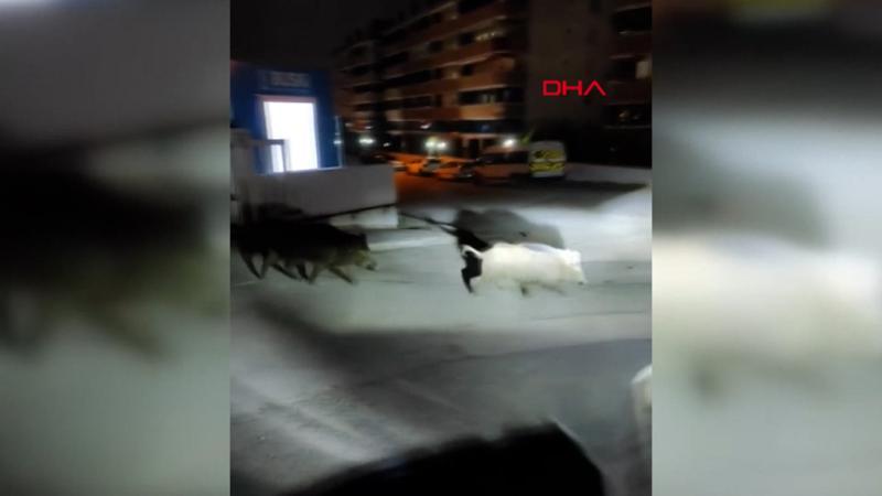 Kent merkezinde ilginç görüntü! Böyle görüntülendiler