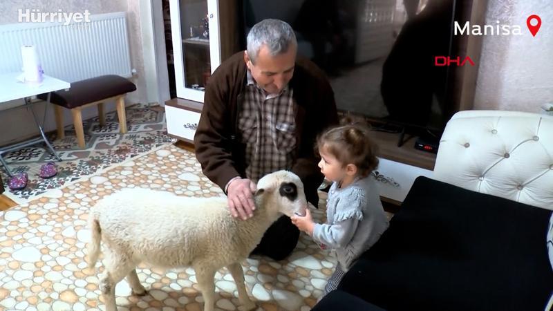 2 yaşındaki Ela kuzusunu biberonla besliyor