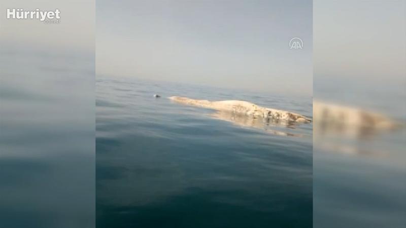 İskenderun Körfezi'nde amatör balıkçıların kamerasına ölü balina yansıdı