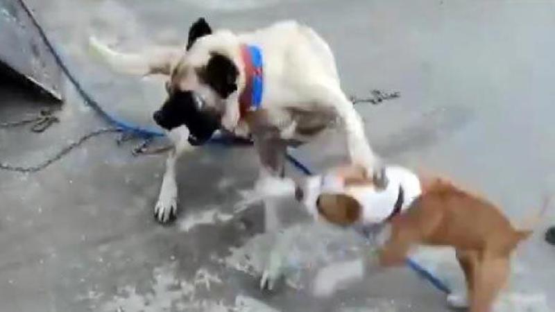 Köpek dövüştüren 3 kişiye 50 bin TL ceza