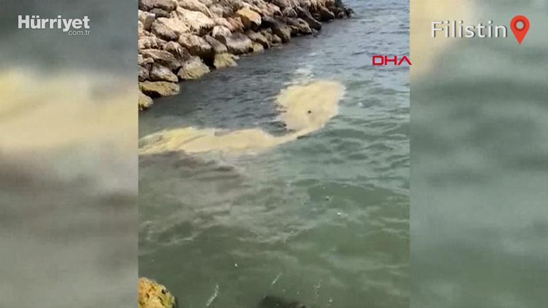 Kıbrıs akasyası, deniz yüzeyinde sarı tabaka oluşturdu