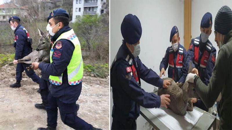 Jandarmanın çaya girerek, kurtardığı karacaya tedavi
