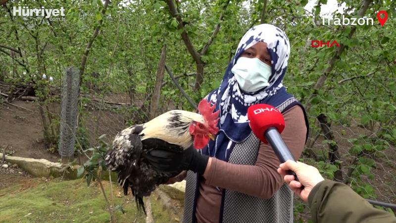 'Anne' diye öttüğünü öne sürdüğü horozun sahibi 'kesmeye kıyamadık'