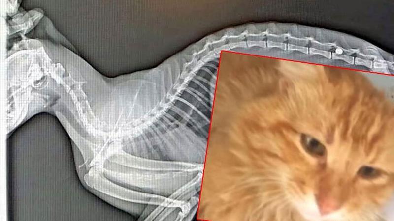 Yaralı bulunan kedi silahla vurulmuş