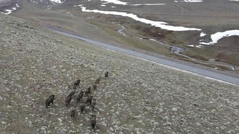 Domuz sürüsü drone ile görüntülendi