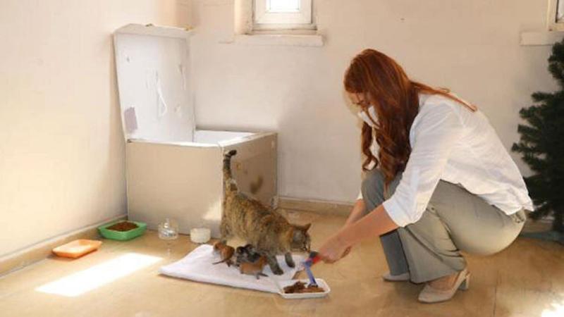Yapışık beşiz kediler operasyonla birbirinden ayrıldı