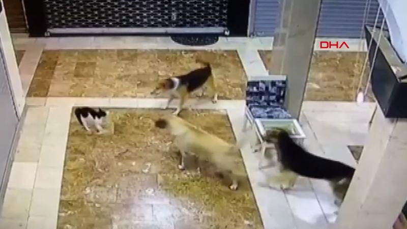 Anne kedi yavrusunu korumak için köpekleri böyle kovaladı