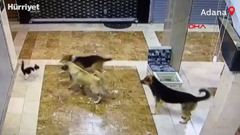 Anne kedi, yavrusunu kurtarmak için 3 sokak köpeğini kovaladı