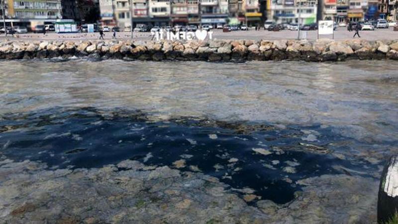 Gemlik Sahili plankton patlamasıyla beyaza büründü