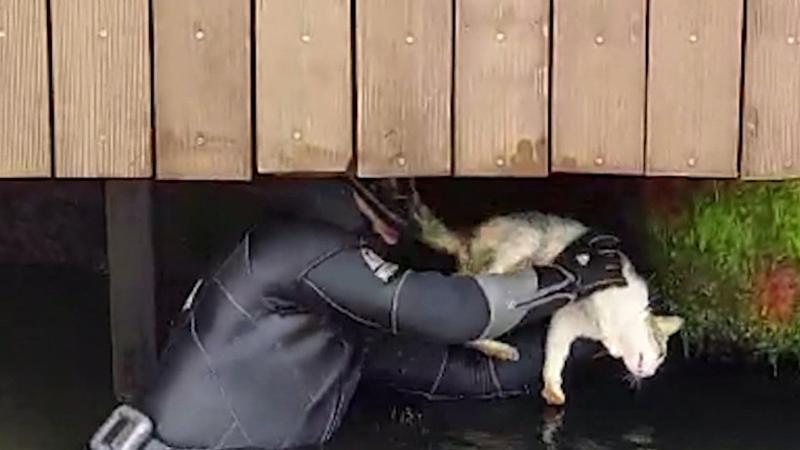 Beylerbeyi'nde iskele altına sıkışan kedi kurtarıldı