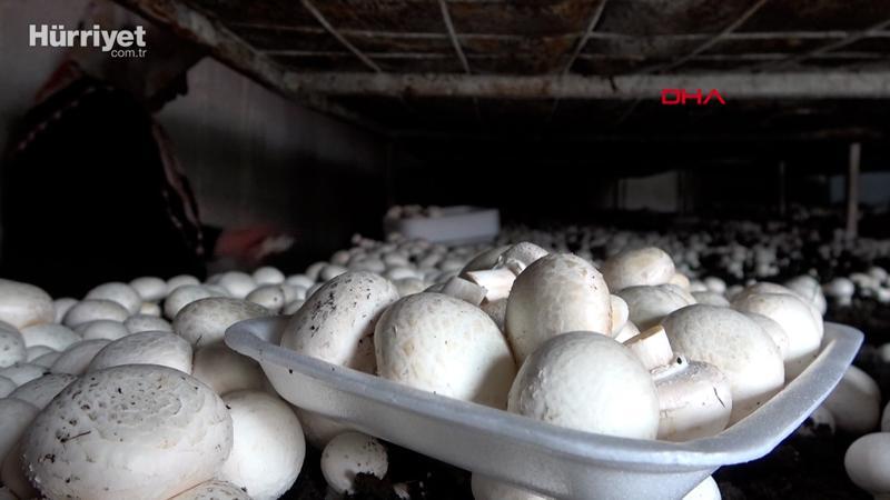 Bitlis'te üretilen kültür mantarları, çevre illere gönderiliyor