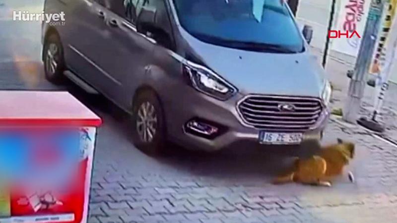 Böyle vicdansızlık görülmedi! Köpeği ezip ardına bakmadan kaçtı....