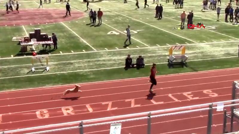 Tribünden atlayan köpek atletizm yarışmasını birincilikle bitirdi