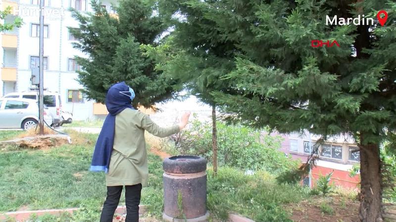 13 yaşındaki Rümeysa'dan kaybolan muhabbet kuşunu bulana ödül