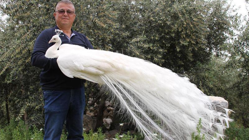 Hobi için tavus kuşu beslemeye başladı, şimdi tanesini 2 bin liradan satıyor