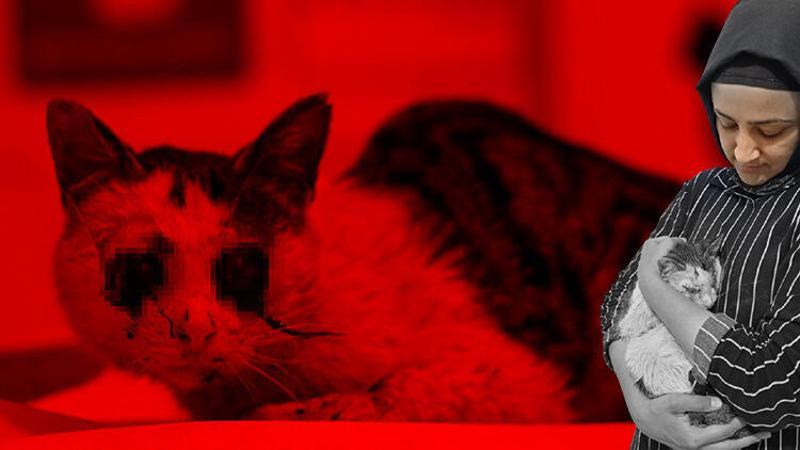 Bu nasıl insanlık! Kedi, gözleri oyulmuş halde bulundu