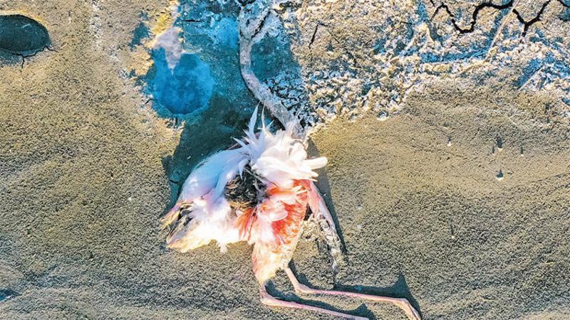 İsyan ettiren görüntü! Ankara'da flamingo avı