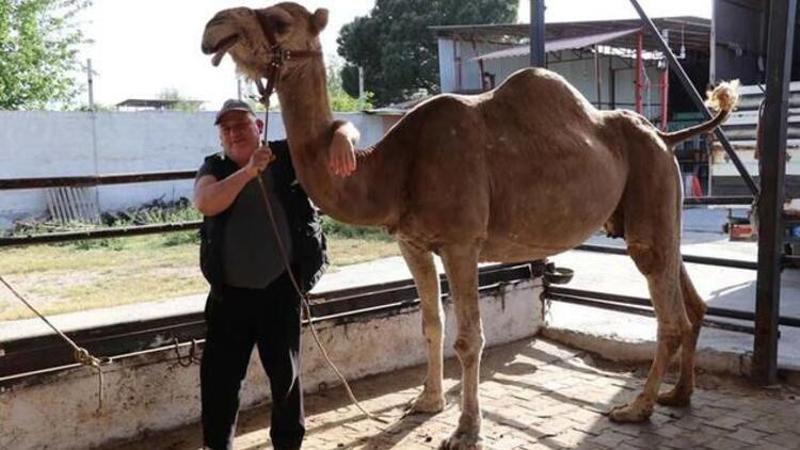 Koronavirüs döneminde, deve sütüne talep patlaması