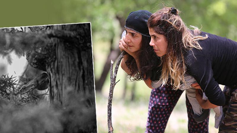 En zehirli türler arasında yer alıyor! Tunceli'de köyde görüldü