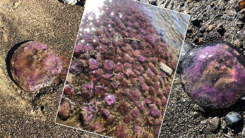 Karaağaç Sahili'nde tedirgin eden görüntü