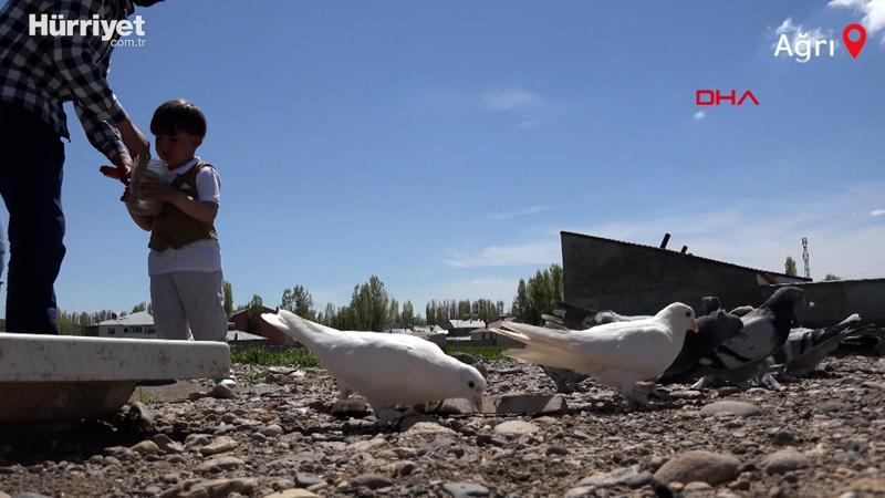 300 güvercini için arazi satın alıp, 350 bin lira harcadı