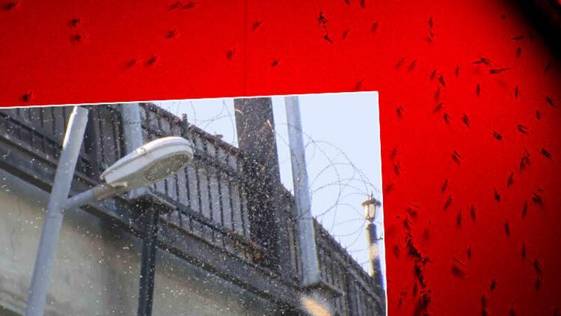 Havalar ısındı, Büyükçekmece'yi 'kronomid' sardı