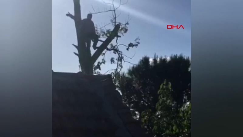Budamak için çıktığı ağaçta mahsur kaldı