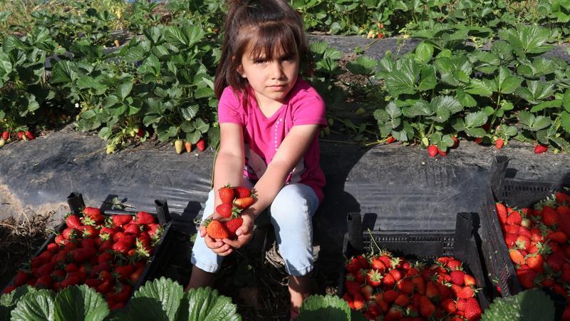 'Kırmızı elmas' hasadı başladı! 4 ülkeye ihraç edilecek