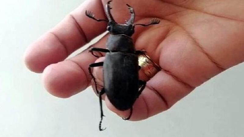 Nesli koruma altında bulunan 'geyik böceği' Bodrum'da görüldü