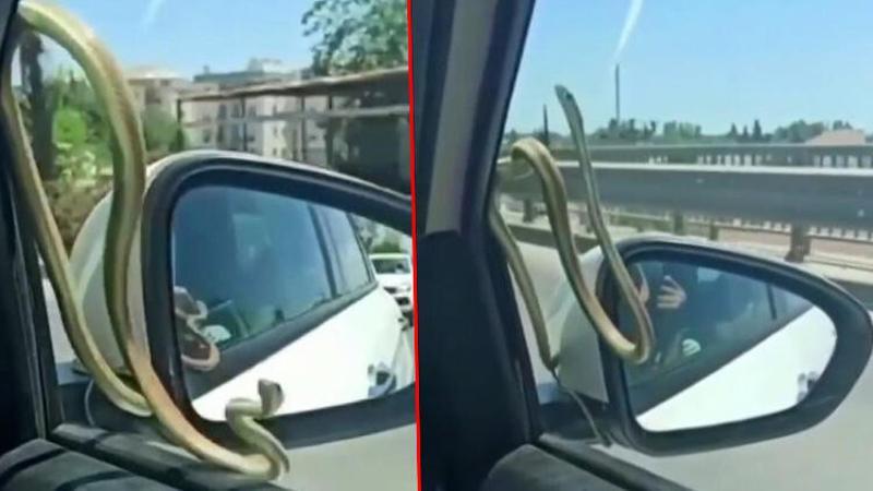 Seyir halindeki otomobilin aynasına tutunan yılan kamerada