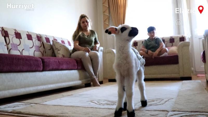Annesinin kabullenmediği kuzuya "bebek" gibi bakıyorlar