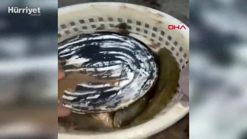 Sel sularıyla tarlalara sürüklenen balıkları topladılar